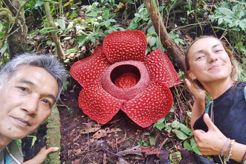 Bunga Rafflesia Mekar Sempurna di Batang Palupuh Agam