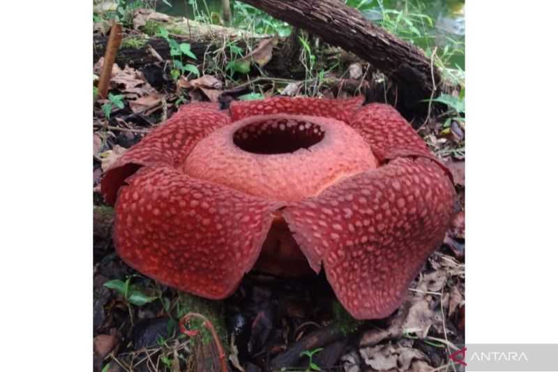 Bunga Rafflesia yang Mekar di Halaman Warga Agam Bertambah Menjadi Tujuh