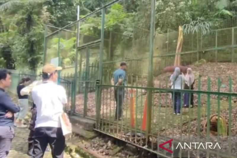 Bungai Bangkai yang Mekar Akan Tingkatkan Kunjungan Wisatawan ke Kebun Raya Cibodas