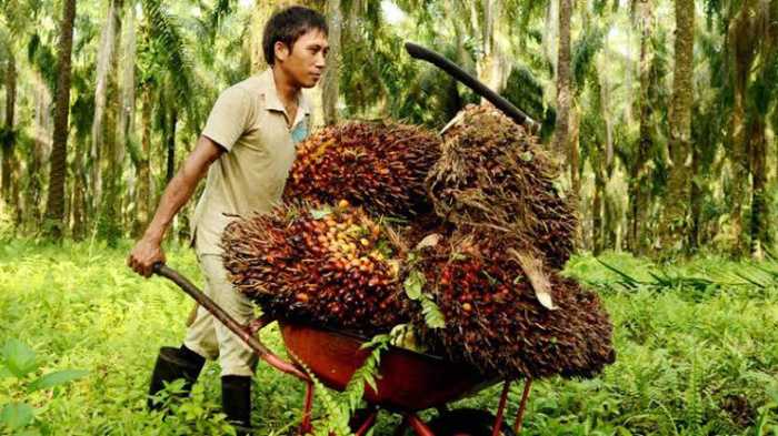 Buruh Sawit Harus Dilindungi dari Paparan Covid-19