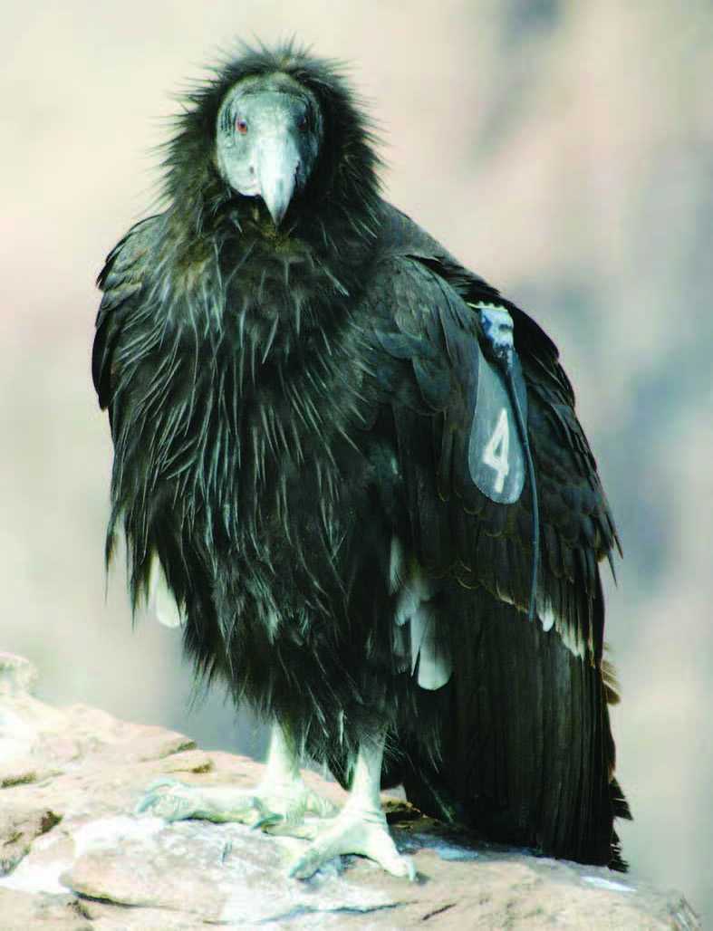 Burung Kondor California Bisa Berkembang Biak Tanpa Kawin