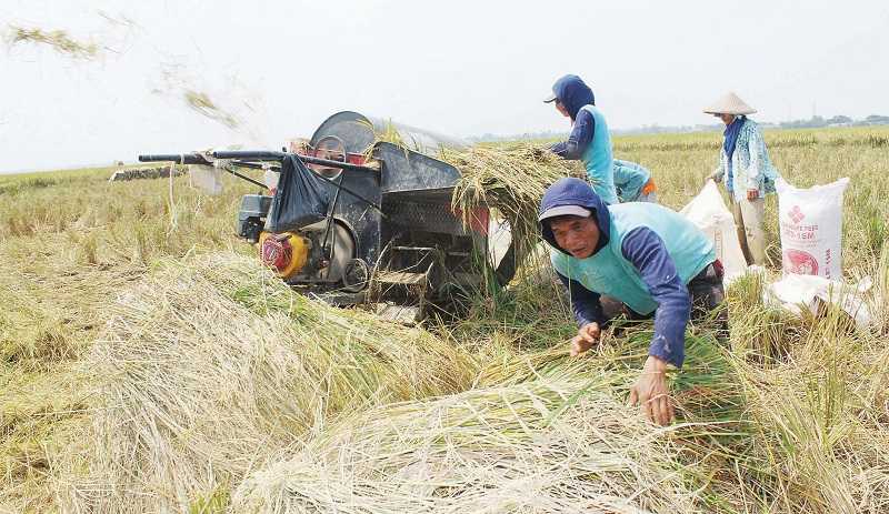 BUTUH 35,2 JUTA TON BERAS DI TAHUN 2045