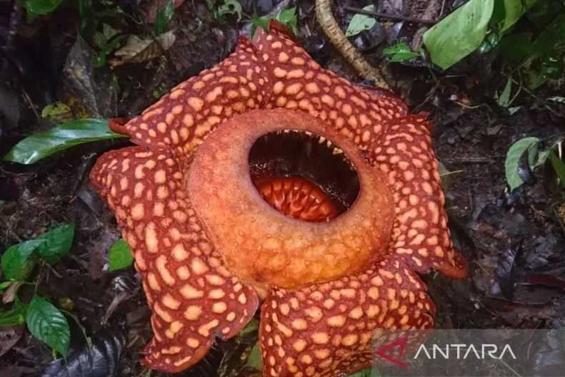 Cantiknya, Bunga Rafflesia Ditemukan Mekar Sempurna di Solok Sumbar