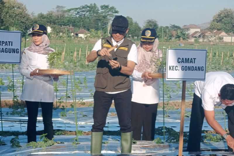 Cegah Inflasi, Pemkab Tulungagung Galakkan Gerakan Tanam Cabai