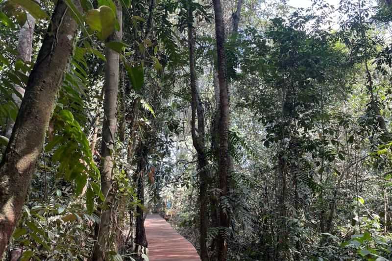 Cegah Karhutla, Warga Pematang Ramin Bangun Ekowisata Hutan Gambut