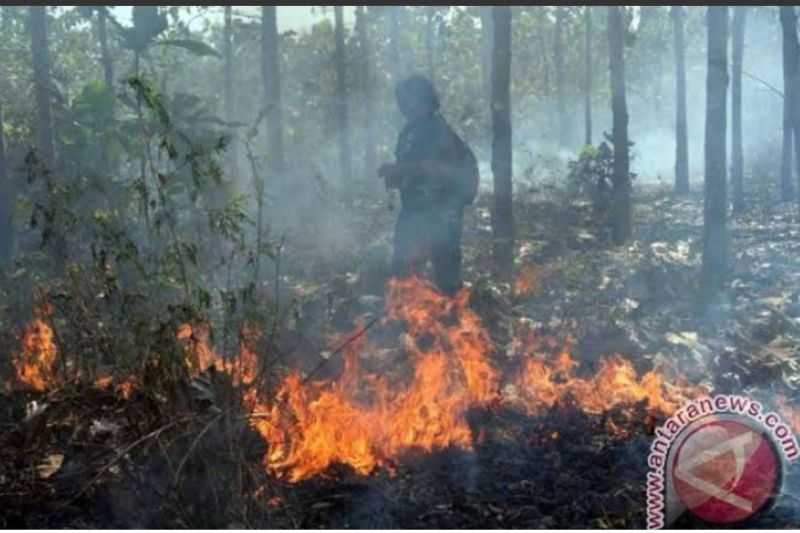 Cegah Kebakaran Hutan, BPBD Ponorogo Imbau Warga Tingkatkan Kewaspadaan Karhutla