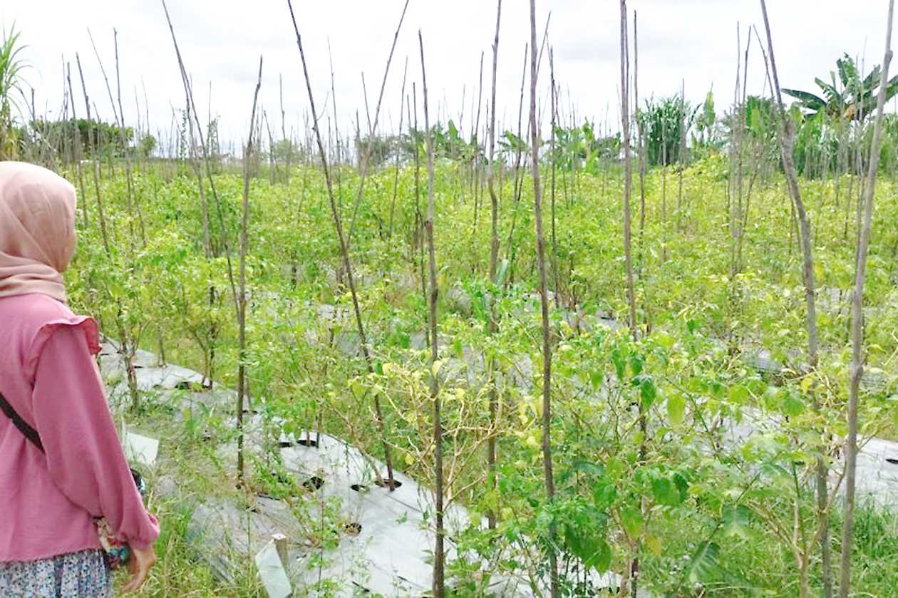 Cegah Kekeringan Lahan Pertanian, Pemkab Gumas Siapkan 39 Pompa Air