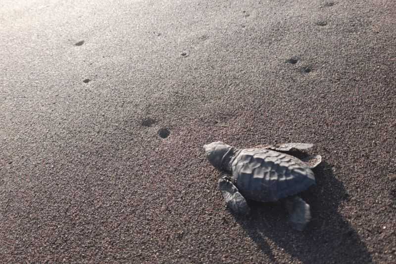 Cegah Kepunahan, 32 Tukik Dilepasliarkan di Pantai Selatan Jember