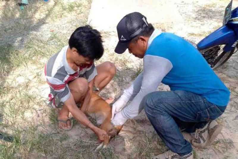 Cegah Penularan, Pemkab Barito Timur Targetkan 12 Ribu Ekor Hewan Divaksin Rabies