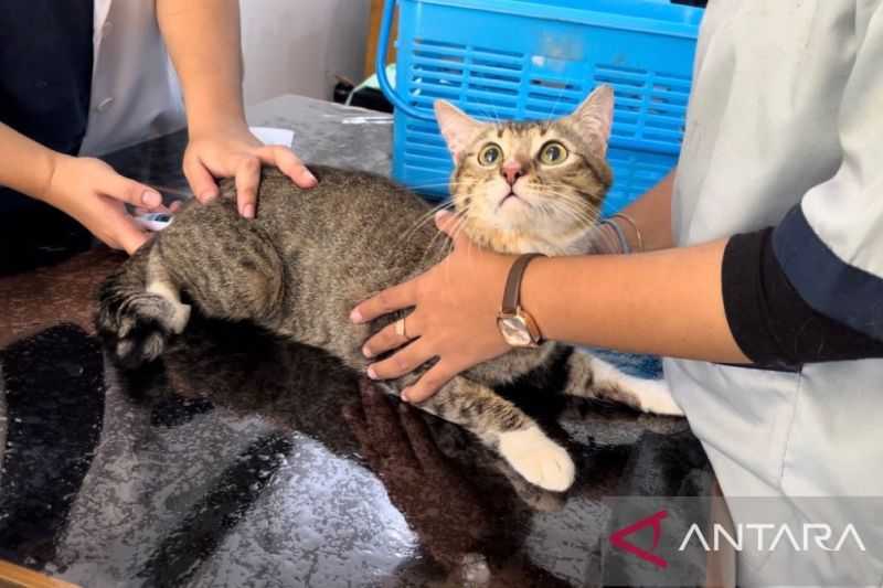 Cegah Penularan, Ratusan Hewan Peliharaan di Kota Bogor Divaksin Anti Rabies