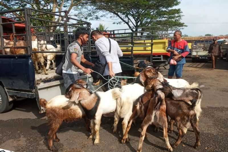 Cegah Penyebaran Antraks, Pemkab Gunungkidul Perketat Lalu Lintas Ternak