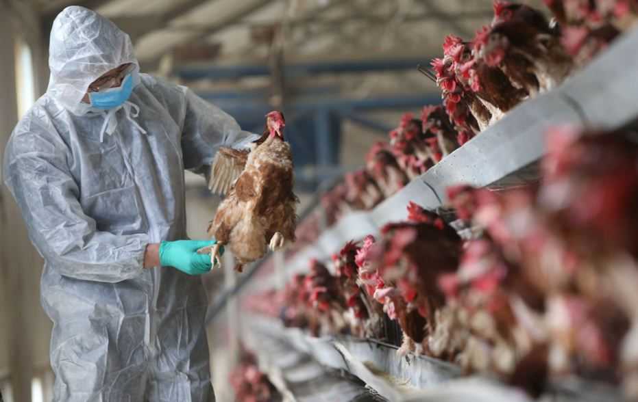 Chili Temukan Kasus Flu Burung pada Manusia
