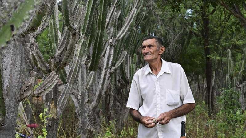 Cuaca Ekstrem, Kaktus Raksasa Ditanam untuk Cegah Penggurunan di Brazil