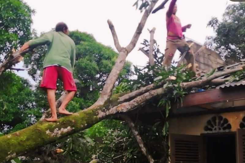 Cuaca Ekstrem Picu Pohon Tumbang Hingga Timpa Rumah Warga di Bintan