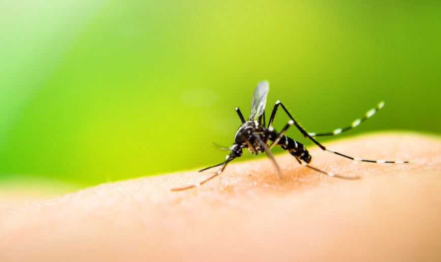 Cuaca Panas Favorit Nyamuk Malaria Berkembang Biak