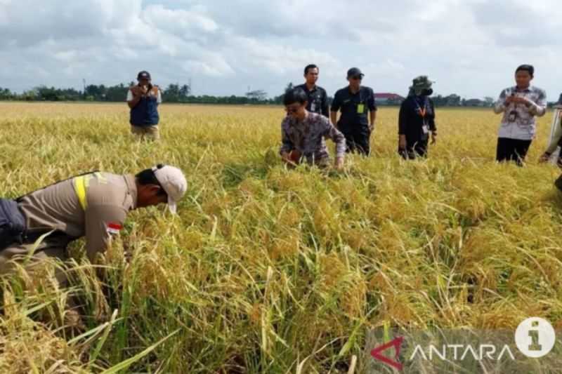 Daerah Lain Kekeringan, Tanah Bumbu Kalsel Panen Padi 283 Hektare