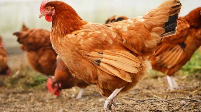 Daging Ayam Masa Depan Kemungkinan Dihasilkan di Laboratorium