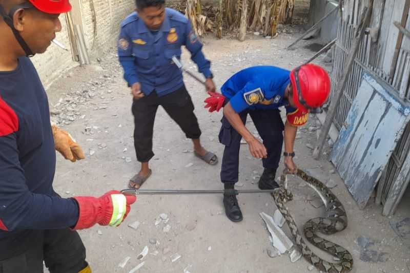 Damkar Lampung Selatan Evakuasi Ular Sanca dari Rumah Warga