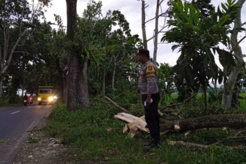 Dampak Angin Kencang, Satu Korban Meninggal Akibat Tertimpa Pohon Tumbang di Jember