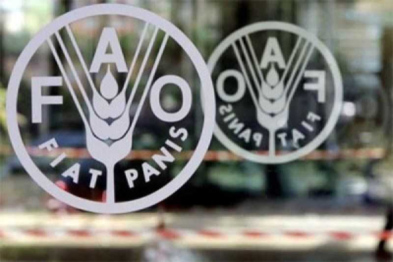 Dampak Perang Ukraina pada Ketahanan Pangan, FAO: Harga Pangan Naik, Angka Kekurangan Gizi Meningkat