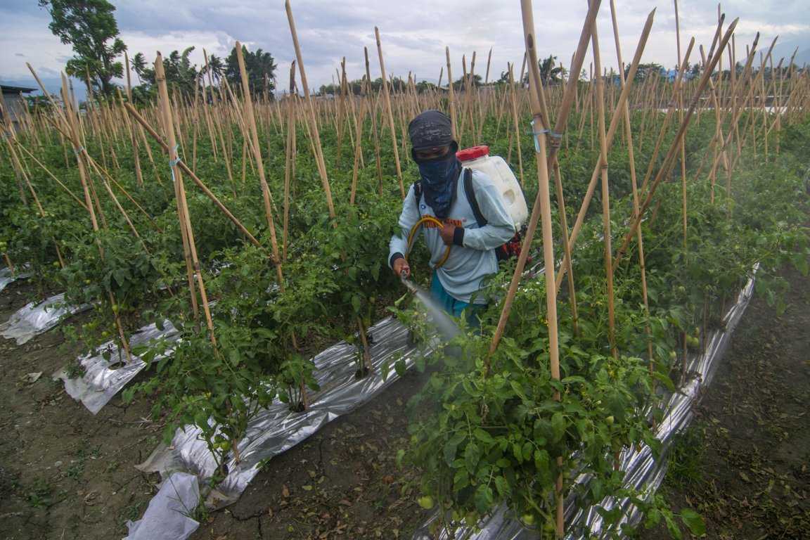 Daya Beli Petani