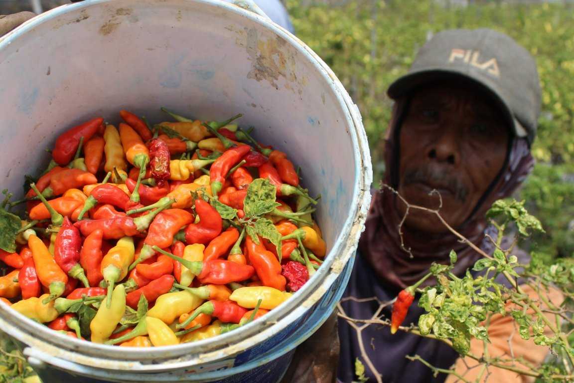 Daya Beli Petani Turun