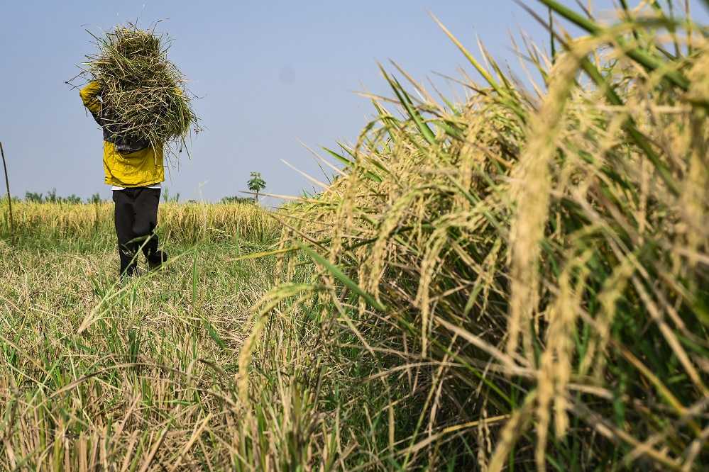 Deflasi Pangan Sangat Merugikan Petani