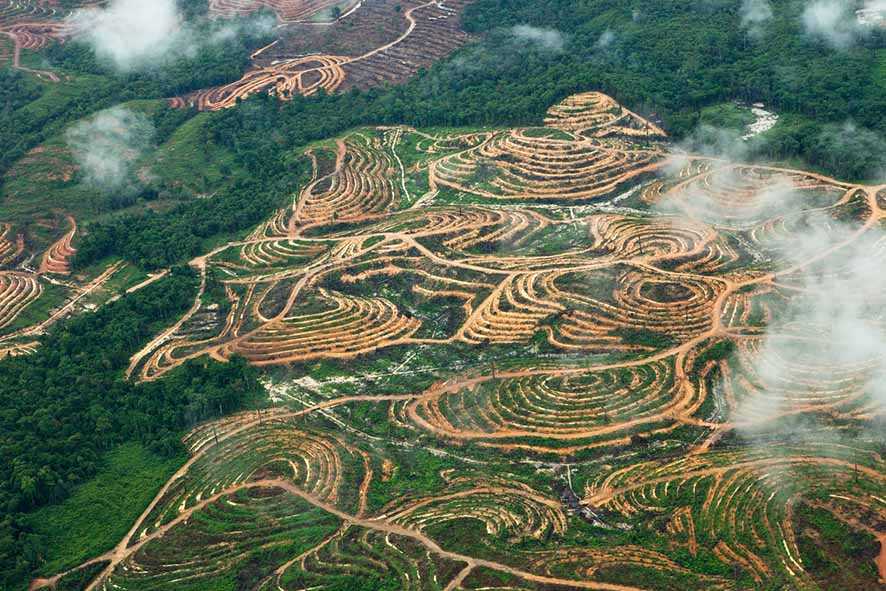 Deforestasi Dapat Sebabkan Penyebaran Penyakit Zoonosis