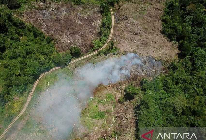 Deforestasi di Aceh Sebabkan Gajah hingga Badak Kian Terisolir