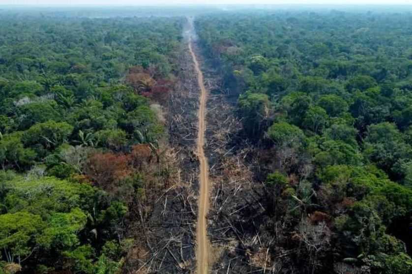 Deforestasi Hutan Amazon Tinggi, Menteri Lingkungan Brazil Kecam Pembalak