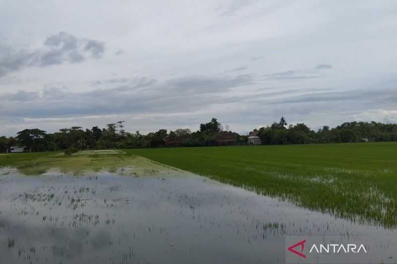Demak Banjir, 1.400 Hektare Tanaman Padi Terendam