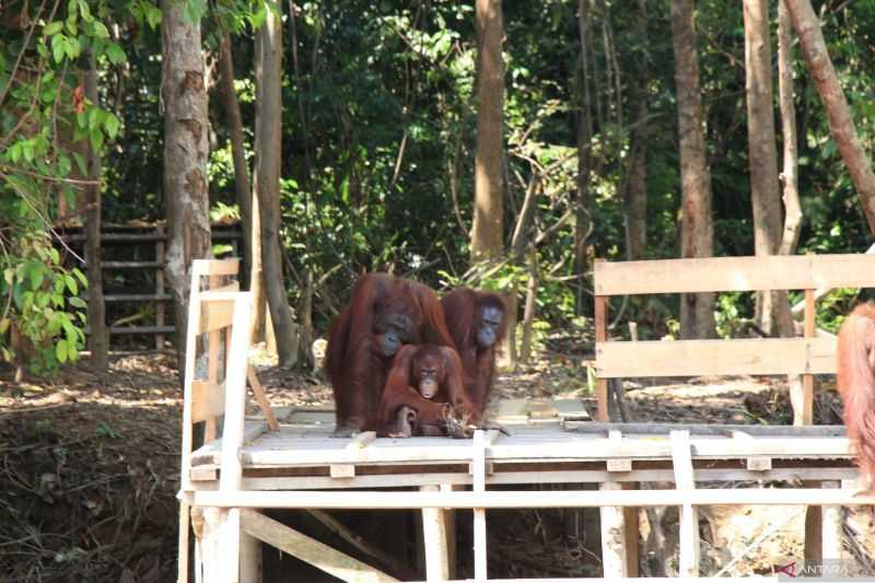 Desa Ramah Satwa Jadi Solusi Mencegah Konflik Warga dengan Orang Utan