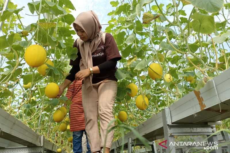 Desa Wisata Melon di Lombok Barat Siap Menampung Penonton MotoGP Mandalika