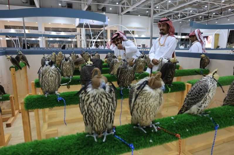 Di Indonesia Termasuk Satwa Dilindungi, Di Saudi Burung Ini Dipamerkan oleh Penggemar dan Penjualnya