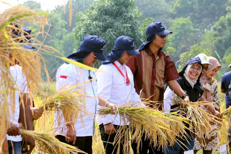 Di Tengah Musim Kemarau, Distan Cirebon Sebut Lahan Sawah Siap Panen Oktober