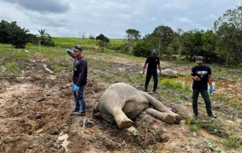 Diduga Diracun, Malaysia Usut Penyebab Kematian 4 Gajah di Johor