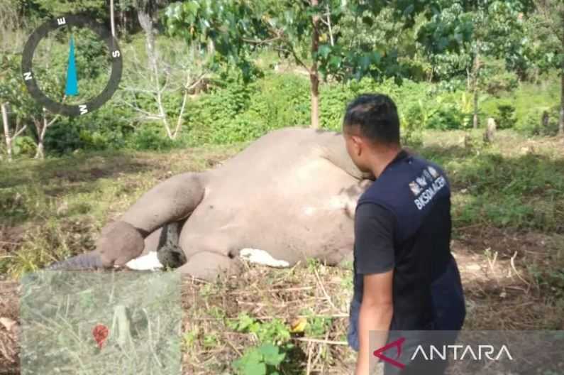 Diduga Keracunan, Gajah Betina Ditemukan Mati di Karang Ampar Aceh