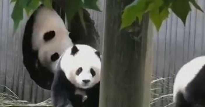 Dikenal Lamban, Panda Ternyata Bisa Berlari Cepat Saat Selamatkan Diri dari Gempa di Sichuan