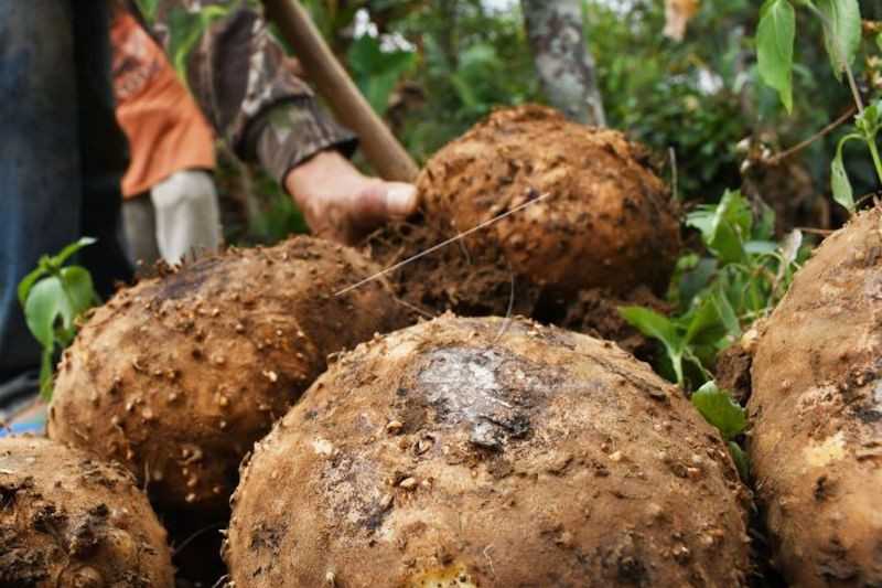 Diminati Pasar Global, Sumsel Siapkan Empat Daerah Budidayakan Tanaman Porang