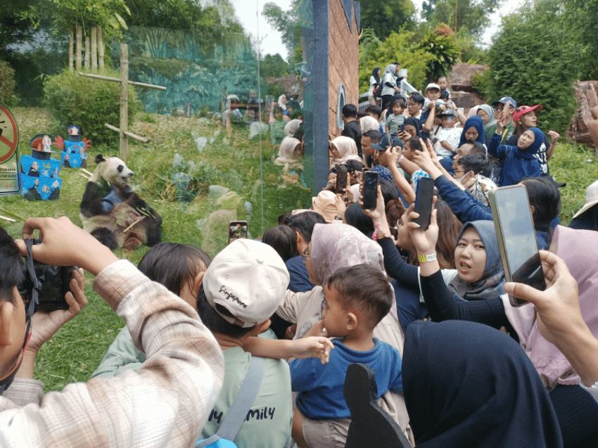 Disambut Antusias Pengunjung, Taman Safari Bogor Meriahkan HUT ke-14 Giant Panda Hu Chun