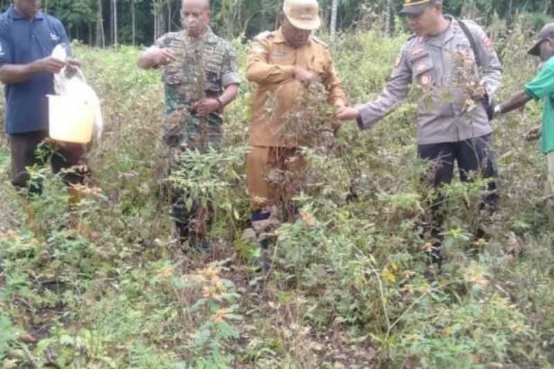 Disiapkan Lahan untuk Tanaman Kacang Hijau di Biak