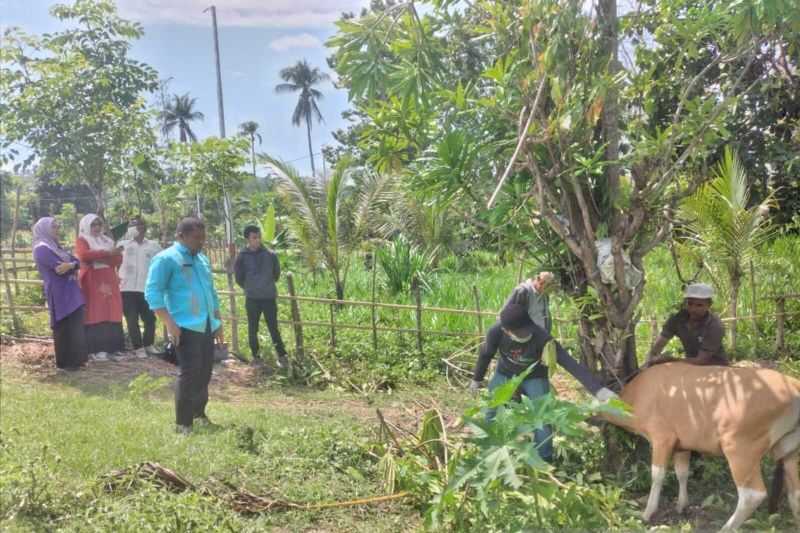 Disnakkeswan Gorontalo Utara target vaksinasi 5.000 ekor sapi