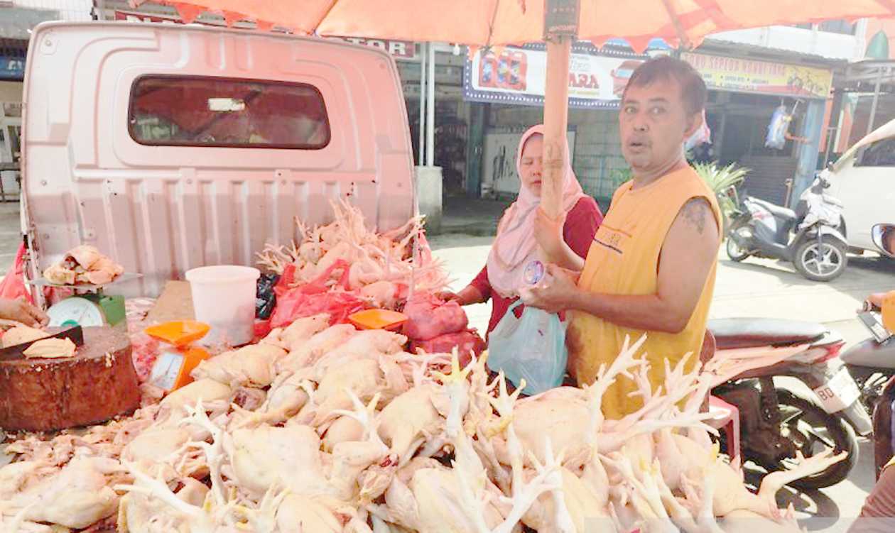 Disperindag Bengkulu: Stok Melimpah, Harga Daging Ayam Turun Jadi Rp25 Ribu Per Kg