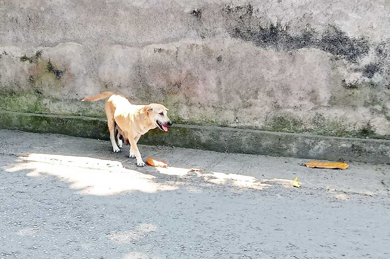 Distan Mataram Imbau Warga Lapor Soal Kasus Gigitan Anjing