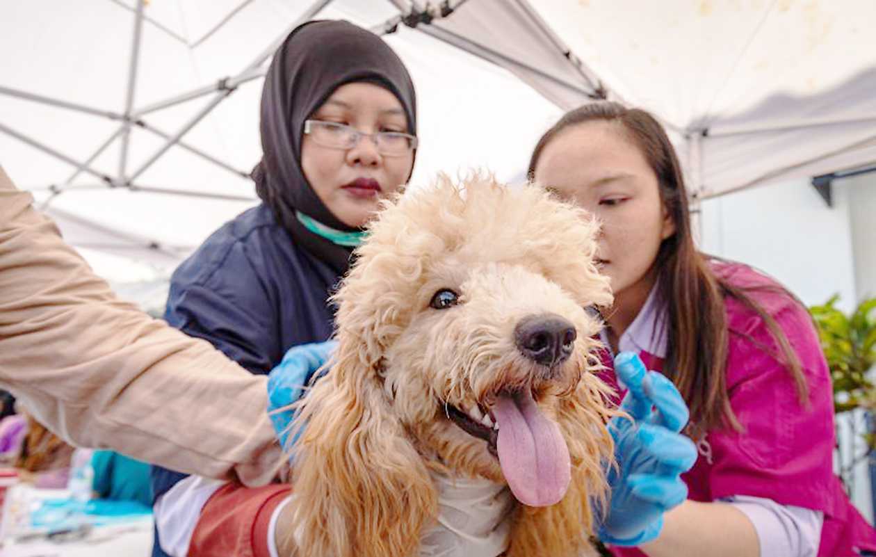 Distankan Pekanbaru Adakan Vaksinasi Rabies Gratis Hewan Peliharaan