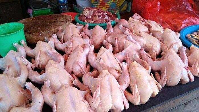 Distribusi Ayam Dikawal Ketat