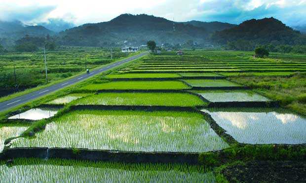 Diversifikasi Pangan Harus Mulai Dijalankan secara Konsisten