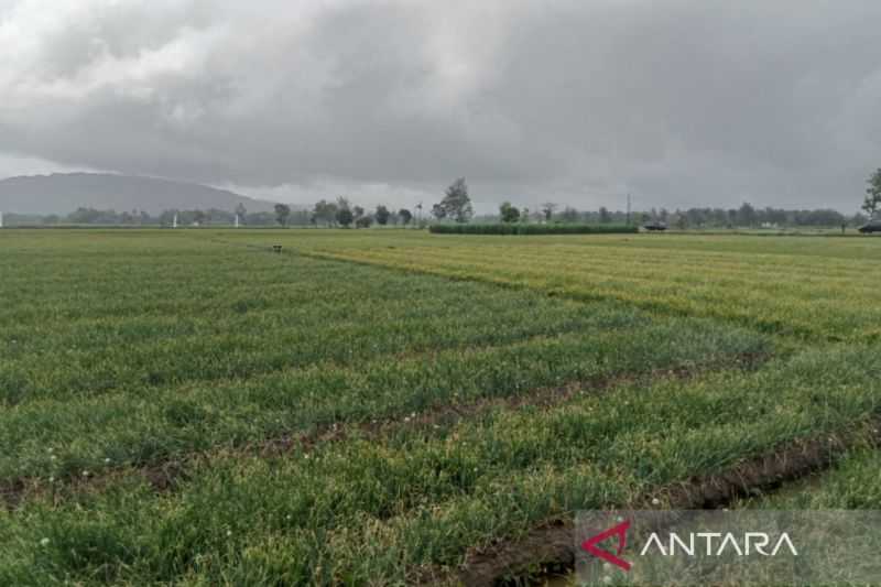 DIY dengan Kabupaten Sepakat Penuhi Kecukupan Pangan 35 Ribu Hektare