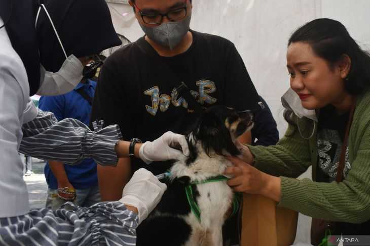 DKI Bebas Rabies Meski Kasus Gigitan Hewan Penular Meningkat