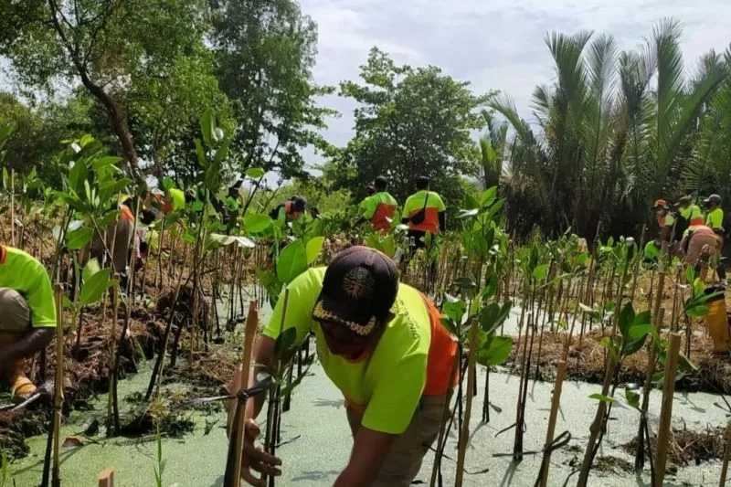 DKI Tanam 2.500 Bibit Mangrove di Kapuk Muara